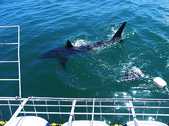 Shark Cage